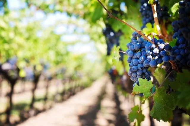 Prestigious winery for sale in Le Marche-Price Reduced